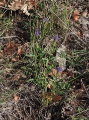 Veronica barrelieri nitens