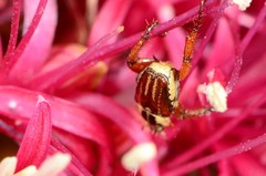 Monochelus elegantulus