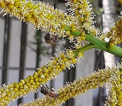 Apis mellifera