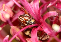 Monochelus elegantulus