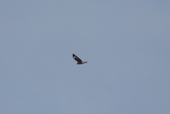 Buteo buteo