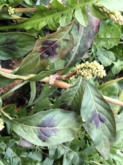 Persicaria tomentosa