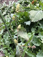 Persicaria tomentosa