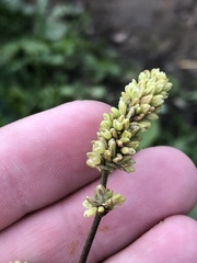 Persicaria tomentosa