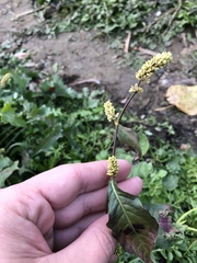 Persicaria tomentosa