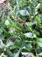 Persicaria tomentosa