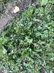 Persicaria tomentosa