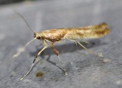 Caloptilia hemidactylella