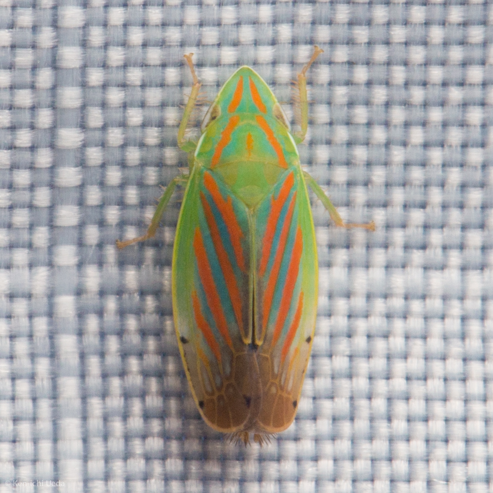 Spangbergiella quadripunctata