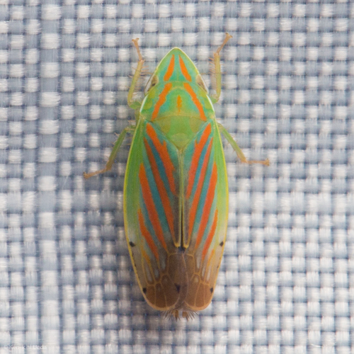 Spangbergiella quadripunctata