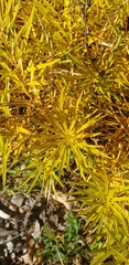 Hippophae rhamnoides