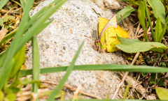 Colias dimera