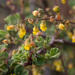 Hermannia alnifolia - Photo (c) Carina Lochner, algunos derechos reservados (CC BY-NC), subido por Carina Lochner