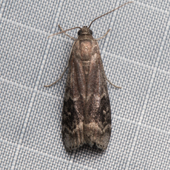 Euzophera semifuneralis