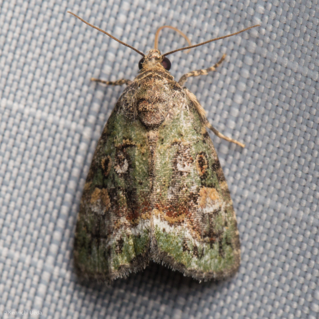 Small Mossy Glyph