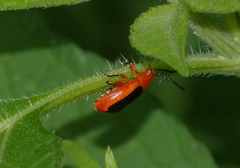 Disonycha discoidea