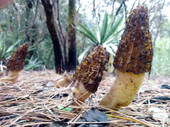 Morchella sextelata