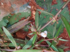 Scleromitrion diffusum