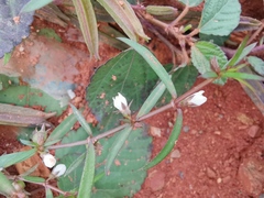 Scleromitrion diffusum