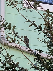 Passer domesticus