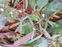 Scleromitrion diffusum