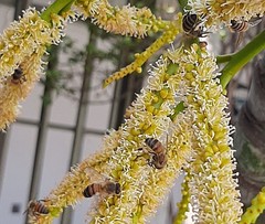 Apis mellifera