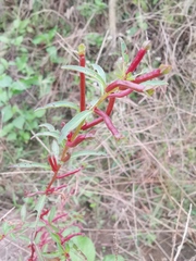 Ludwigia prostrata