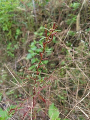Ludwigia prostrata