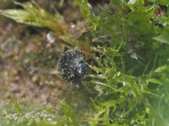 Chaetophora spinosa