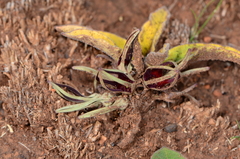 Brachystelma barberae