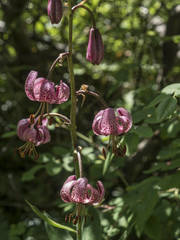 Lilium martagon martagon