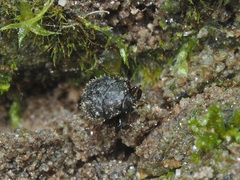 Chaetophora spinosa