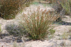 Hypodiscus aristatus