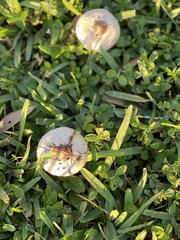 Chlorophyllum molybdites image