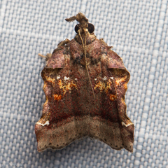 Clydonopteron sacculana