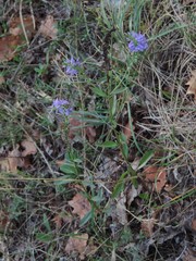 Veronica barrelieri nitens