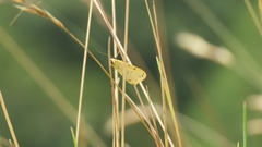 Setina irrorella