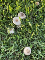 Chlorophyllum molybdites image