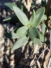 Helianthemum squamatum