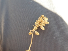 Helianthemum squamatum