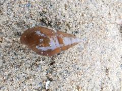 Semisulcospiridae