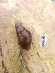 Semisulcospiridae