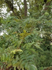 Pterocarya stenoptera
