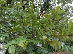 Pterocarya stenoptera