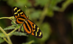 Mechanitis polymnia veritabilis