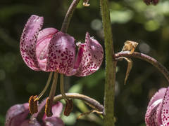 Lilium martagon martagon