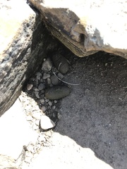 Hydrochoerus hydrochaeris