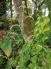 Artemisia lactiflora