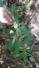 Vernonia flaccidifolia