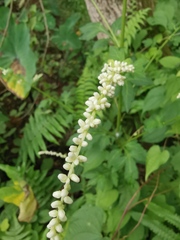 Artemisia lactiflora